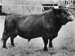 “Dairy Breed” Champion Dexter Bull Atlantic Spratt