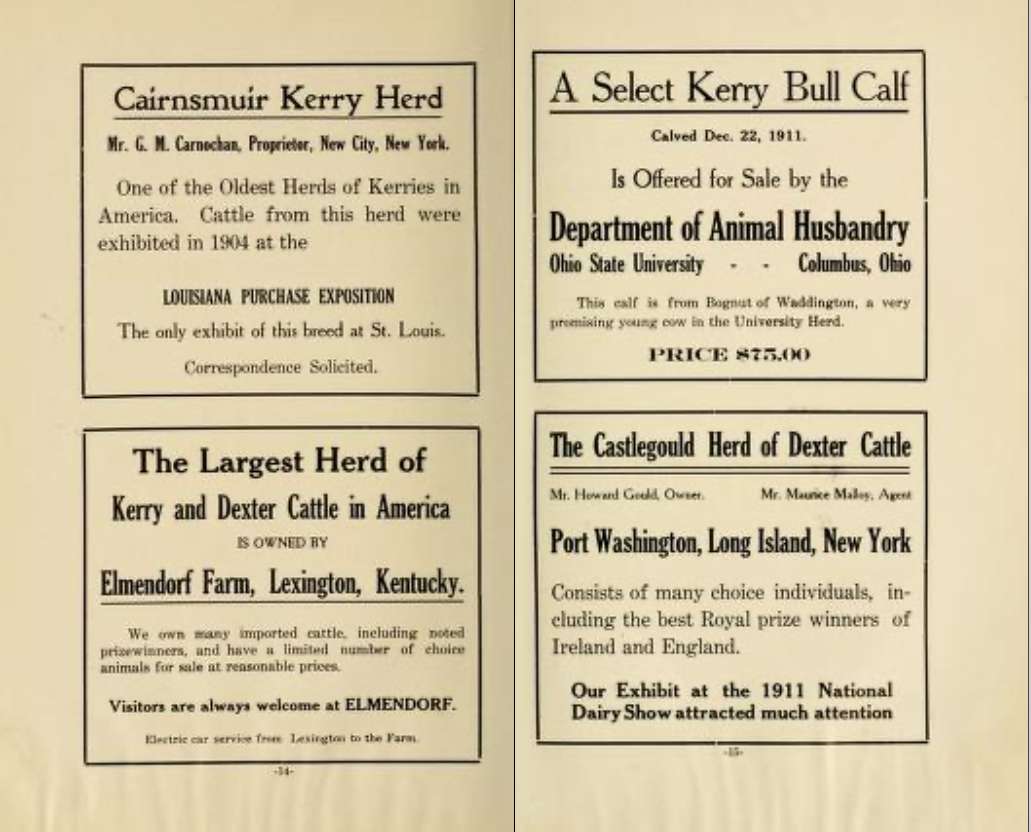THE AMERICAN KERRY AND DEXTER CATTLE CLUB ….BULLETIN 3