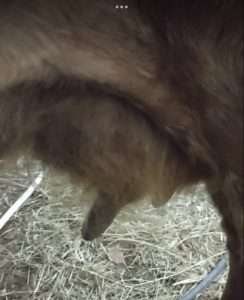 Is Your Dexter Udder Hairy?