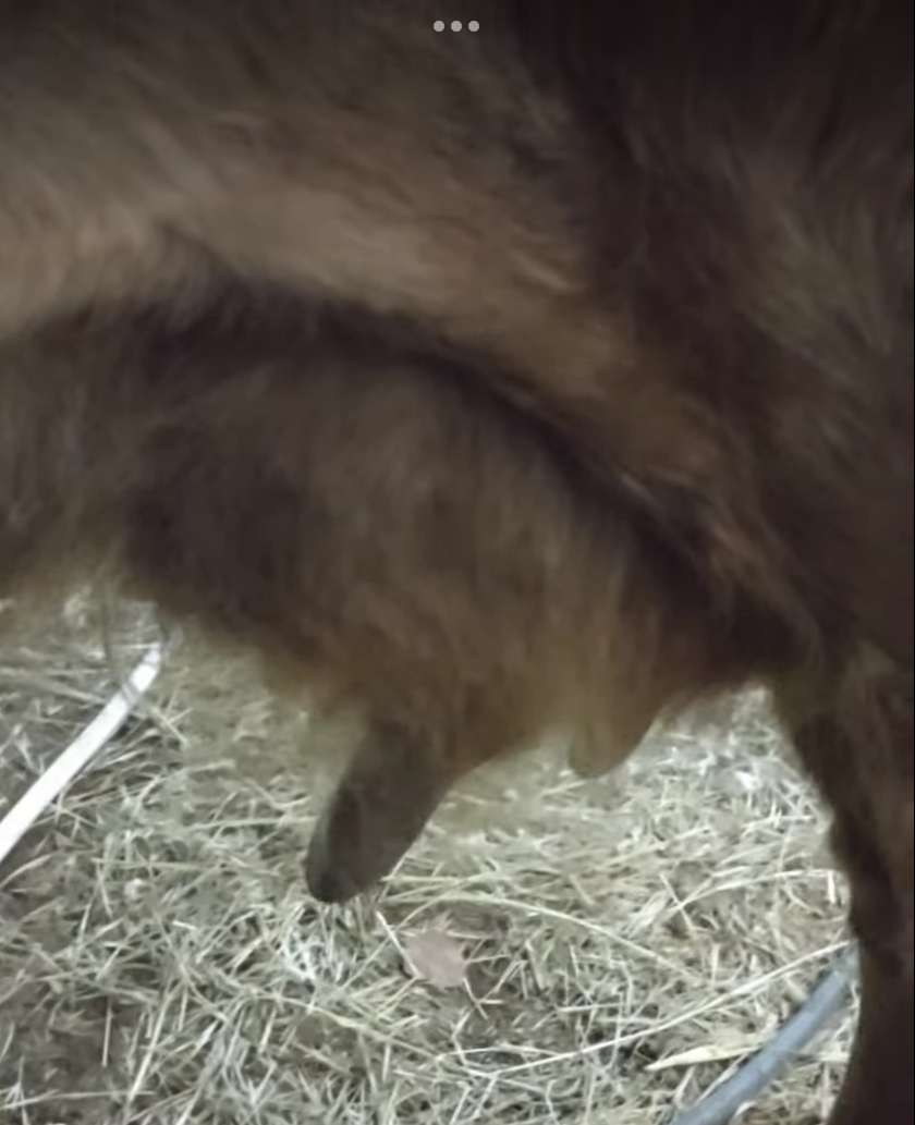 Is Your Dexter Udder Hairy?