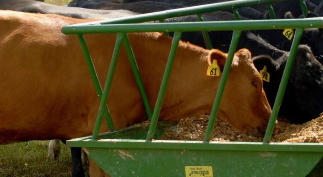 Cattle Nutrition – Minerals Matter