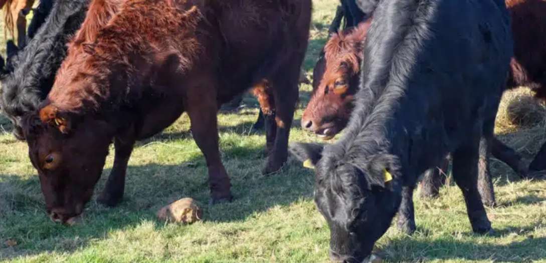 The Quality Of Dexter Beef