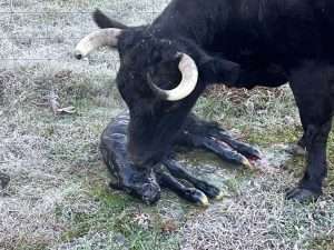 Calving Management