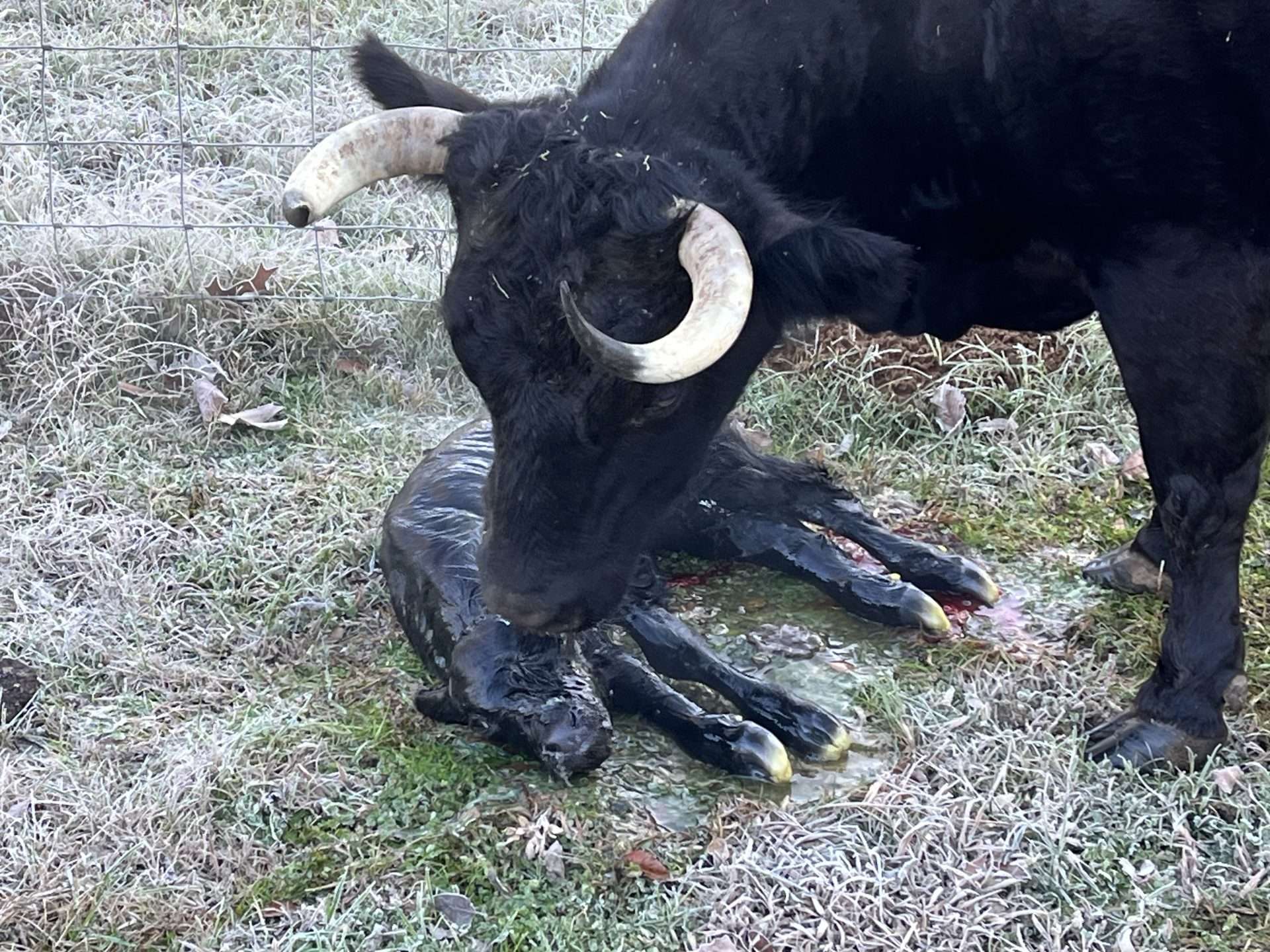 Calving Management