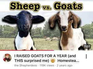 Sheep Vs Goats