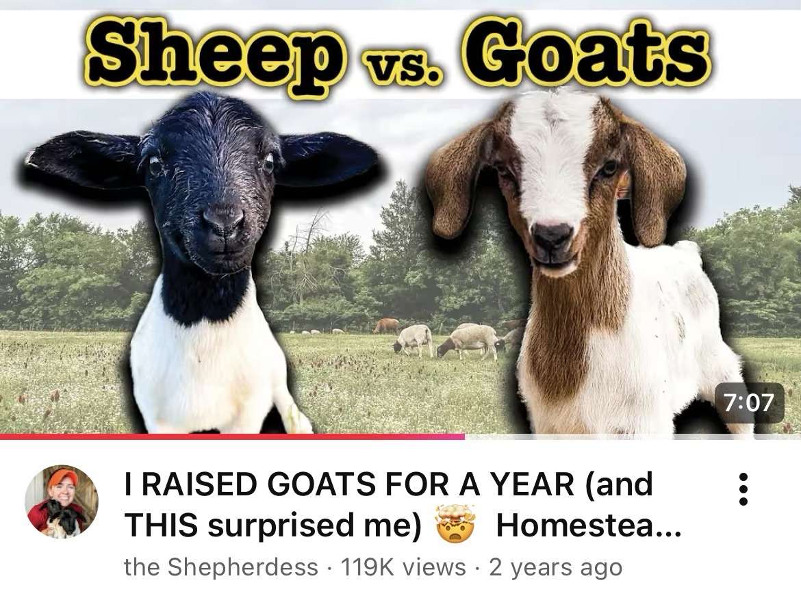 Sheep Vs Goats