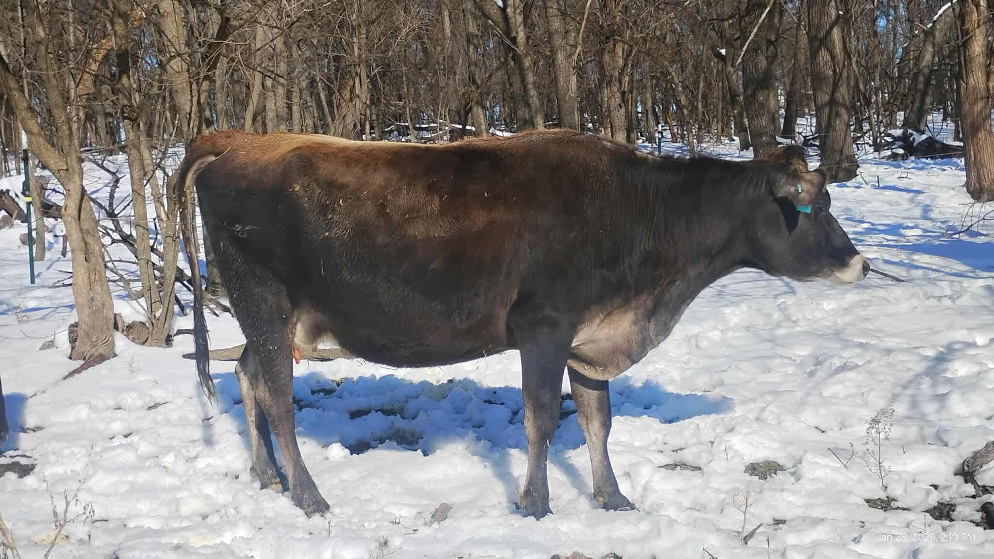 UDDER CARE.  HOW TO AVOID FROST BITE OR DAMAGE