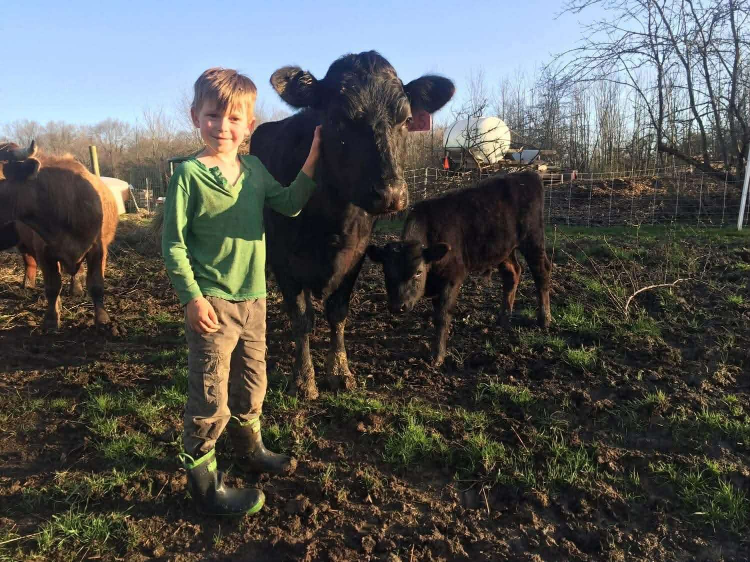 Cattle and Kids Safety Tips