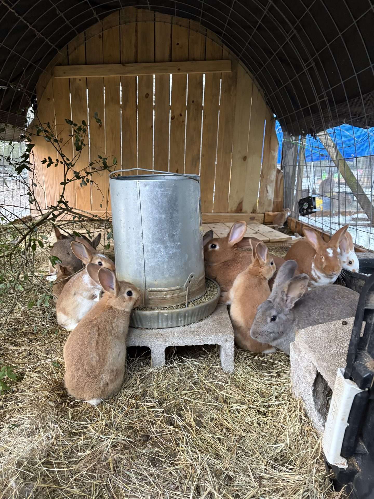 Rabbit Raising – Part 1: Keeping Them Alive