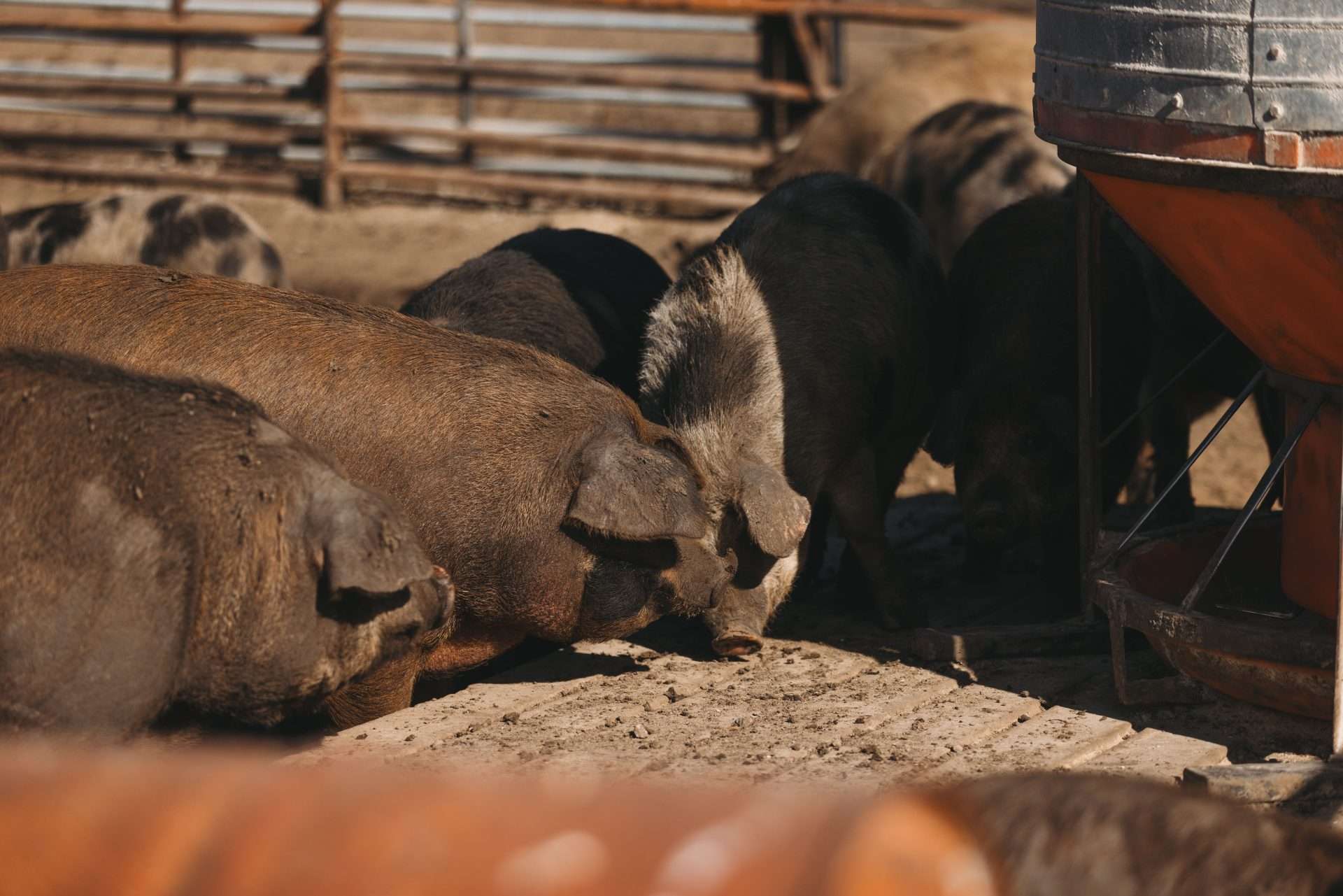 Broken Arrow “A” Livestock