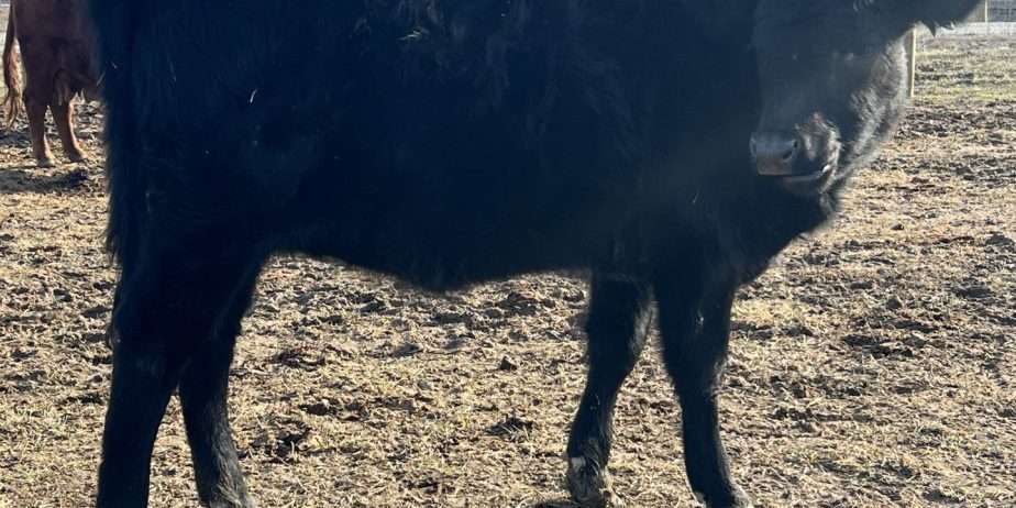 DEXTER CATTLE – JOY, LAUGHTER, AND HEARTBREAK – PART III