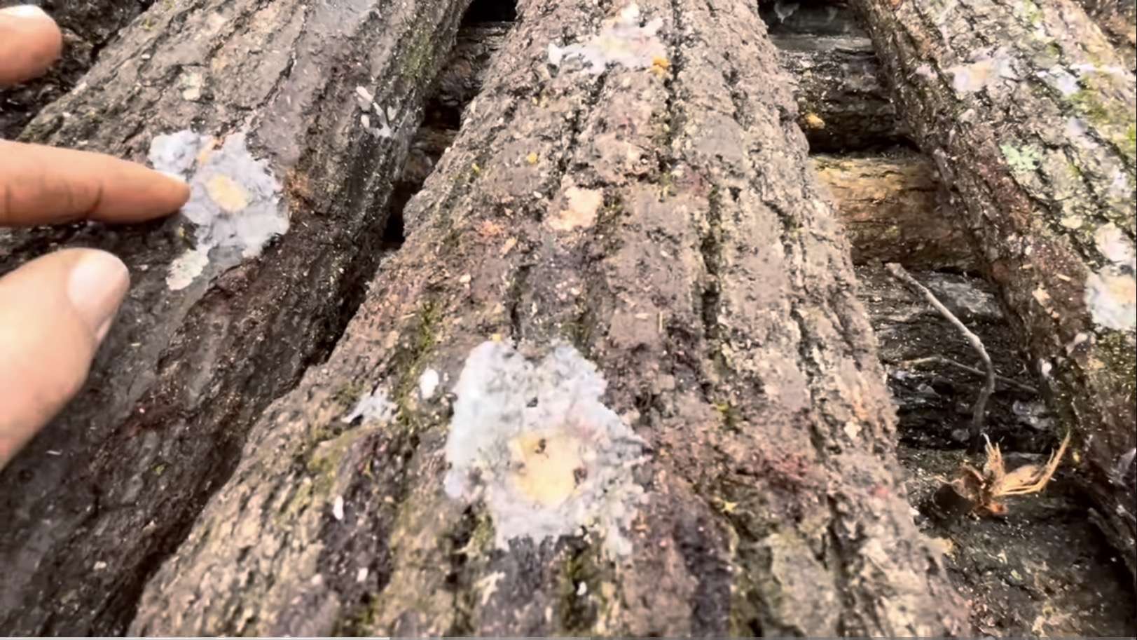 HAVE YOU CONSIDERED GROWING YOUR OWN MUSHROOMS?