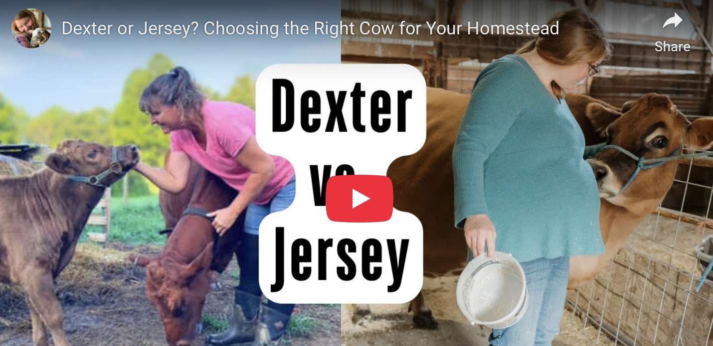 DEXTER OR JERSEY? CHOOSING THE RIGHT COW FOR YOUR HOMESTEAD.