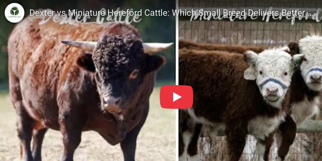 BREED COMPARISON….DEXTER VS MINATURE HEREFORD