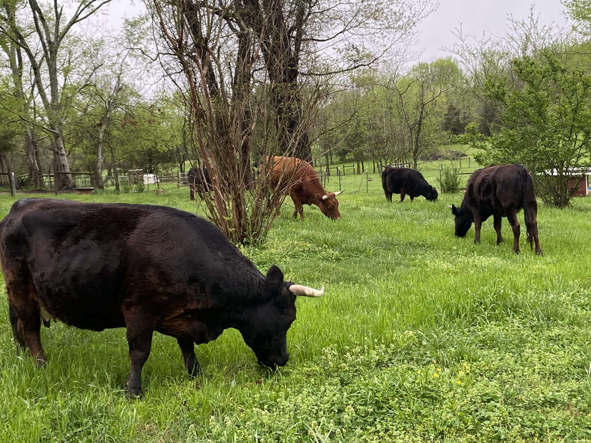 Importance Of Horns In Dairy