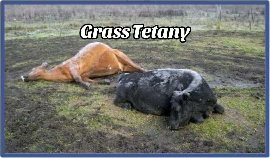 Grass Tetany