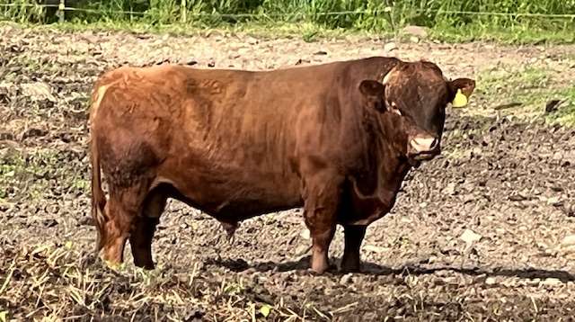 PDCA, ADCA, and Legacy Registered 4 almost 5 year old bull.