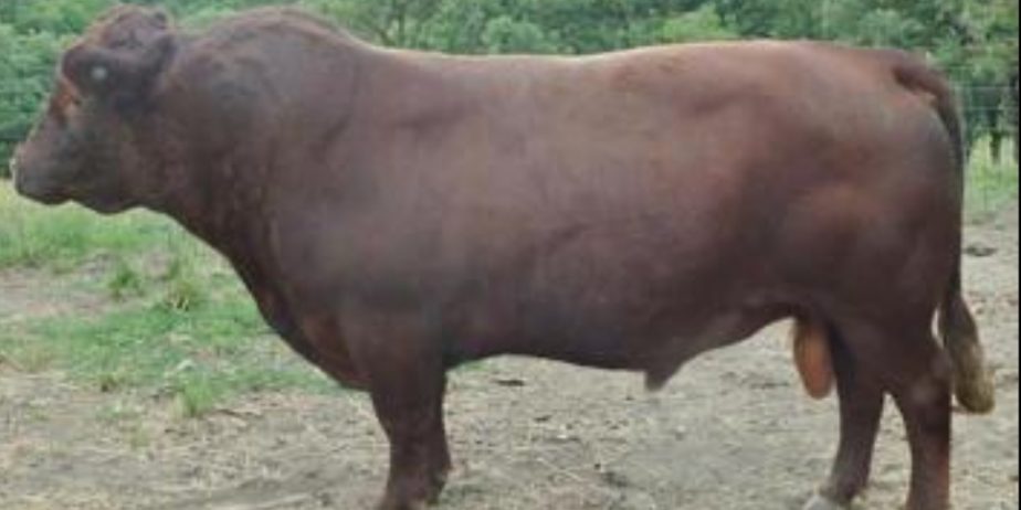 ISO – Dexter Semen