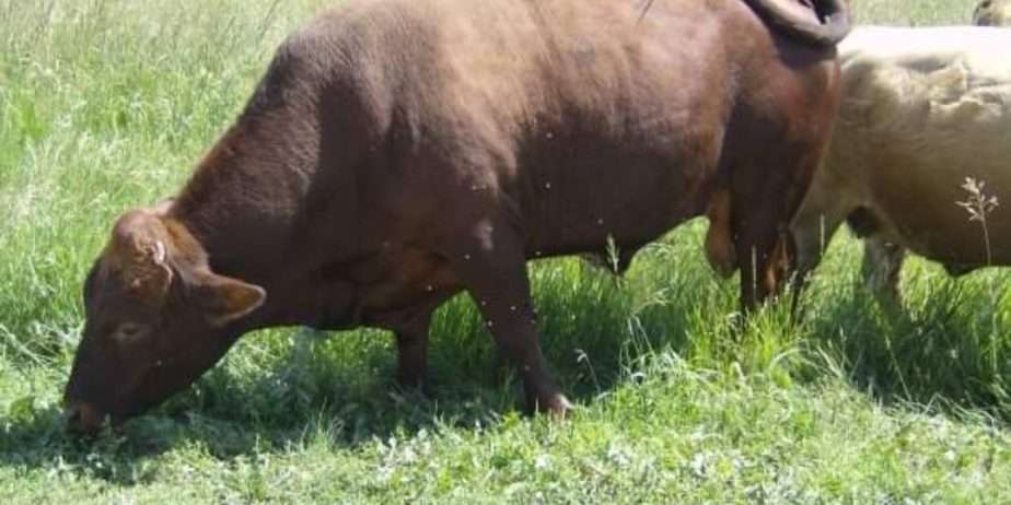 ISO – Dexter Semen