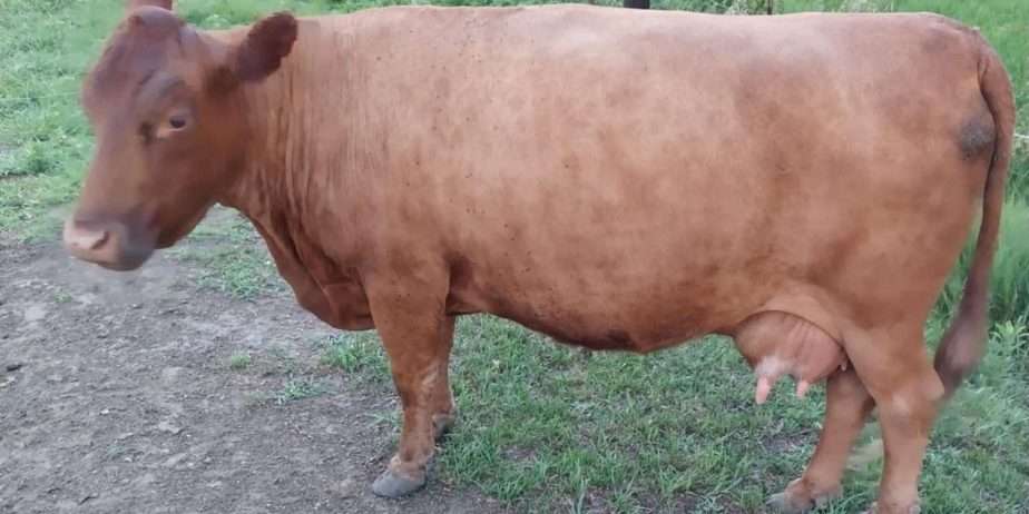 Certified Registered Dexter Cattle Available in Iowa