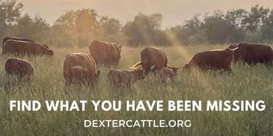 American Dexter Cattle Association