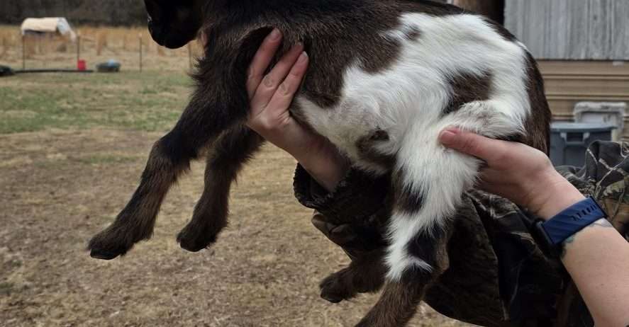 Mini Nubian Doeling