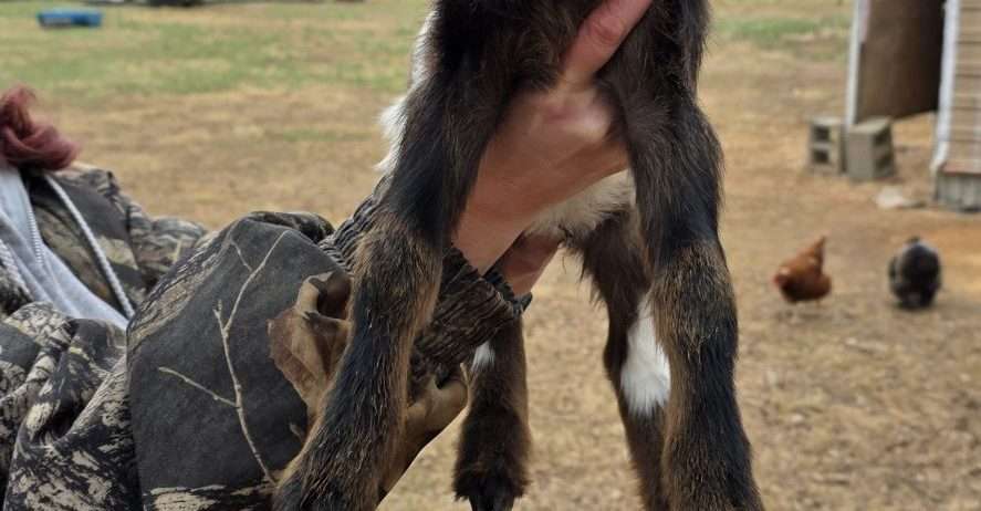 Mini Nubian Doeling