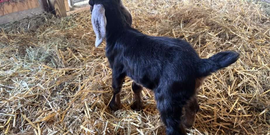 Polled Nubian buckling with registration paperwork