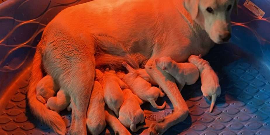 Registered female Akbash