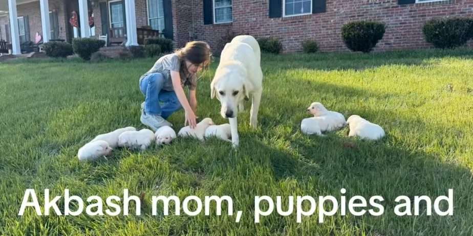 Registered female Akbash