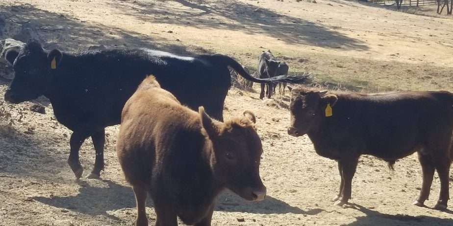 Producing the Most Flavorful, and Now the Most Tender Beef – 100% Tenet Certified