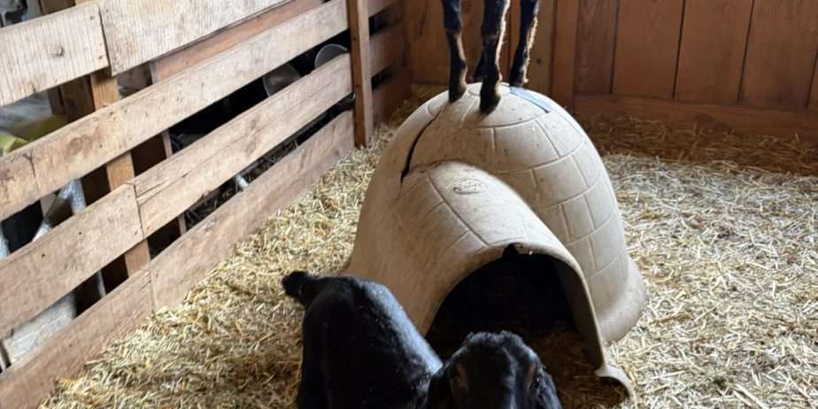 Polled Nubian buckling with registration paperwork