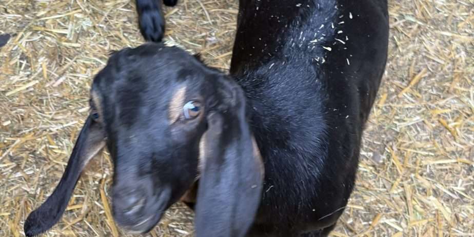 Disbudded Nubian buckling with registration paperwork