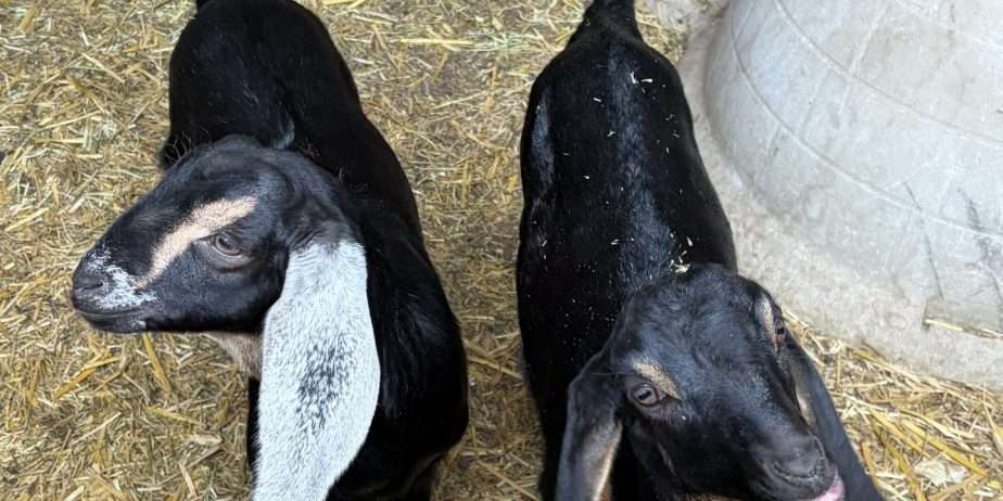 Disbudded Nubian buckling with registration paperwork