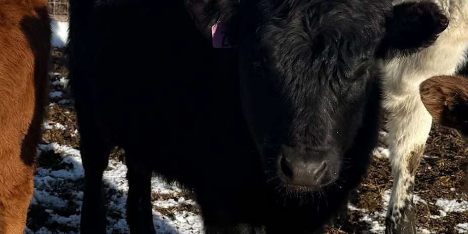 2 ADCA registerable Dexter heifers