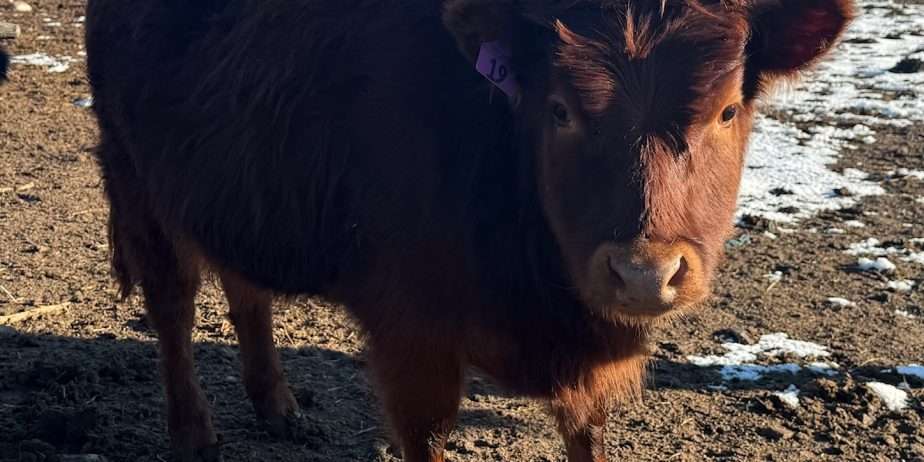 2 ADCA registerable Dexter heifers