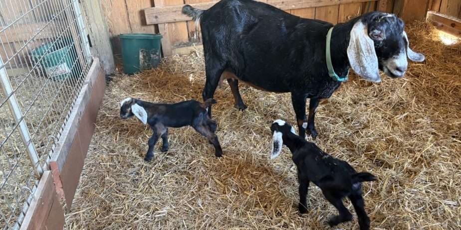 Two polled Nubian bucklings