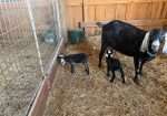 Two polled Nubian bucklings