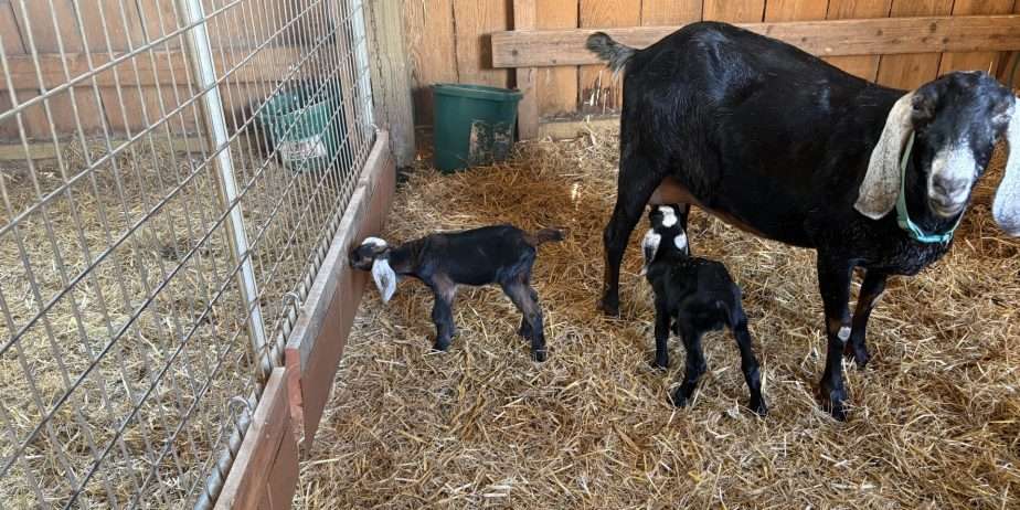 Two polled Nubian bucklings
