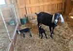 Two polled Nubian bucklings