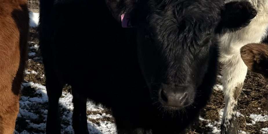 2 ADCA Heifers