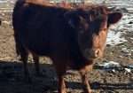 2 ADCA Heifers