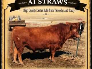 AI-Straws-Moosters-Yellowstone