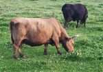 Grandma’s Dorna Lannister – Dun Bred Cow to Timberview Little Joe
