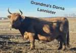 Grandma’s Dorna Lannister – Dun Bred Cow to Timberview Little Joe