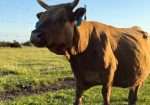 Grandma’s Dorna Lannister – Dun Bred Cow to Timberview Little Joe