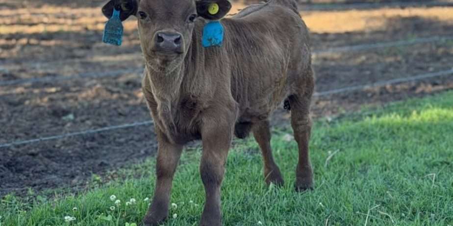 Grandma’s Ruth Reyne & Grandma’s Naomi – Cow (Dehorned) Heifer (Horned) Calf Pair