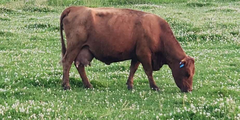 Sprague’s Alyssa & Grandma’s Sue Ellen (Heifer Calf at Side)