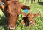 Sprague’s Alyssa & Grandma’s Sue Ellen (Heifer Calf at Side)
