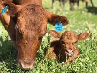 Spragues-Alyssa-2026-calf